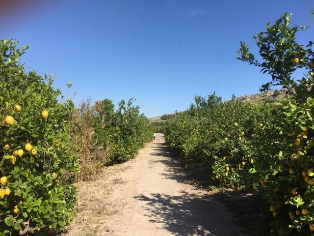 SE VENDE TERRENO PLANTADO DE LIMONEROS - foto 2
