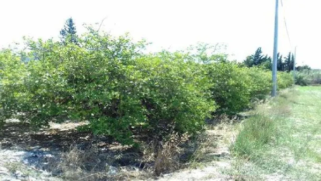 Terreno en venta en carril Serranos Beniajan, Murcia - foto 4
