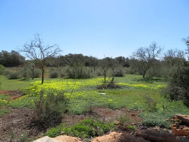 Finca rústica con edificaciones en venta Vallgornera Llucmaj - foto 4
