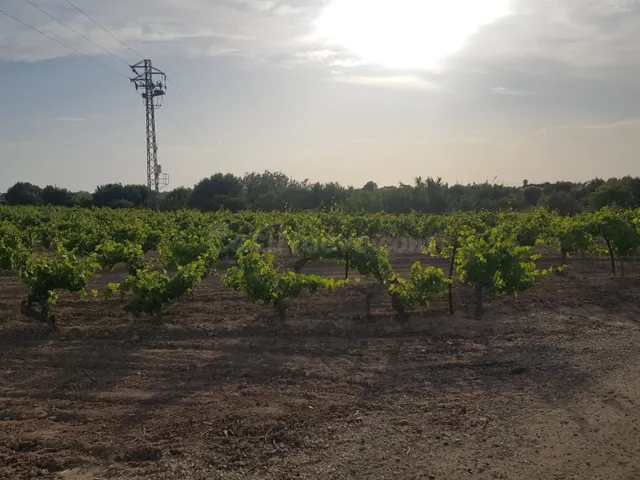 PRECIOSO VIÑEDO DE 35.000M - foto 4