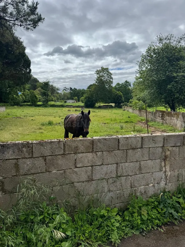 TERRENO URBANIZABLE EN LA MORCA, ARRIONDAS - foto 5