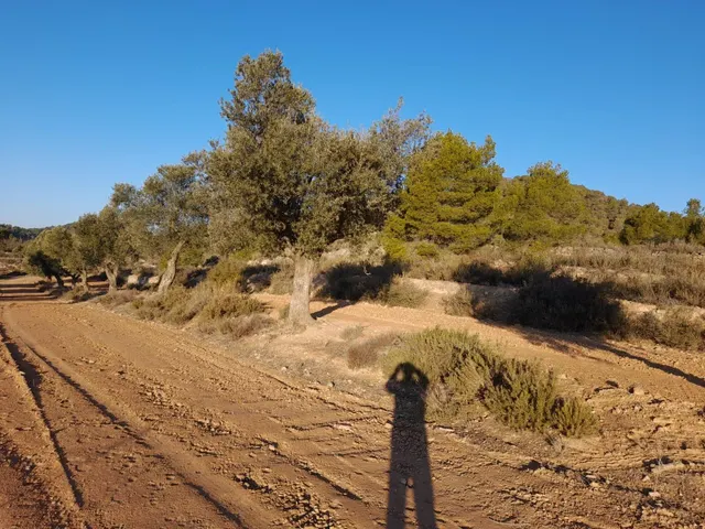 OCASION GRAN  FINCA EN PRODUCCION DE 8,4 HAS. EN CORBERA D´EBRE — 12