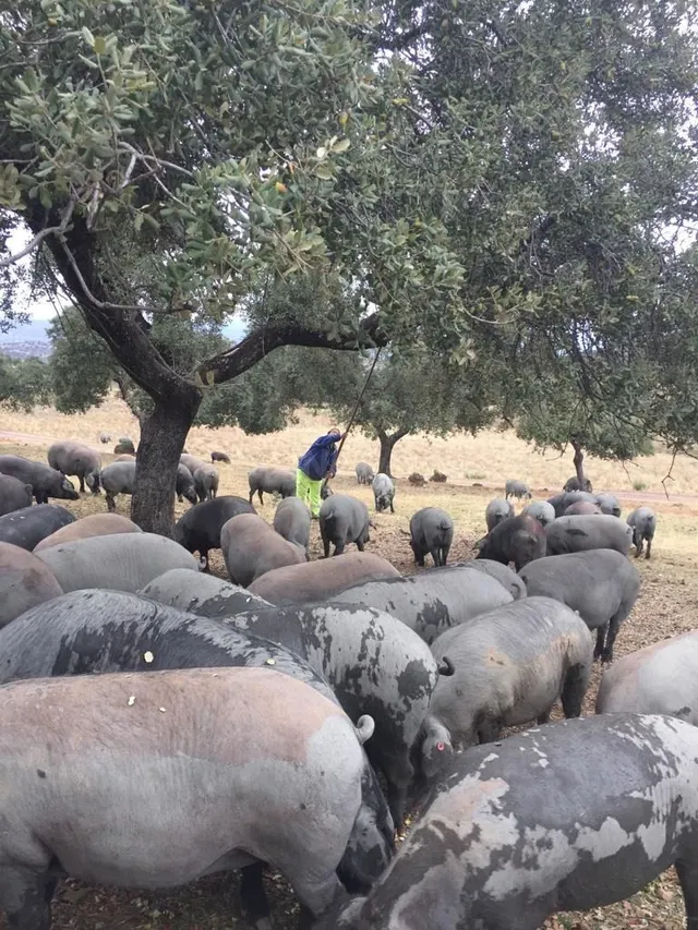 Finca de explotación ganadera en activo con 80 hectáreas en  - foto 4