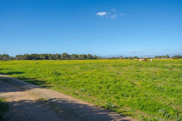 Finca de 124 hectáreas con vivienda en Puigderrós, Llucmajor. — 15