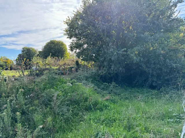 el meloncillo - foto 3