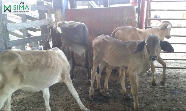 SE VENDE FINCA GANADERA EN EL MUNICIPIO DE MAHATES BOLIVAR — 14
