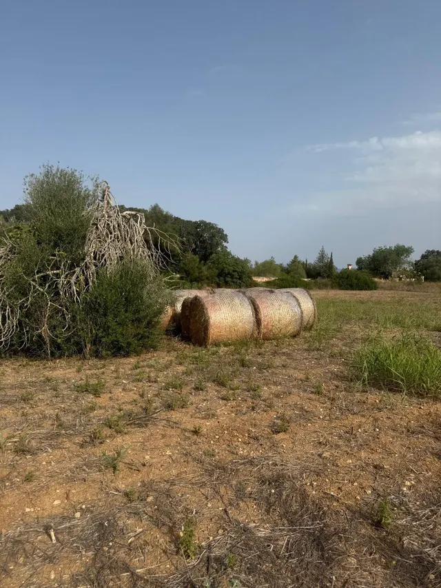TERRENO RÚSTICO EN SINEU DE 21.300 M2 CON PROYECTO APROBADO  - foto 2