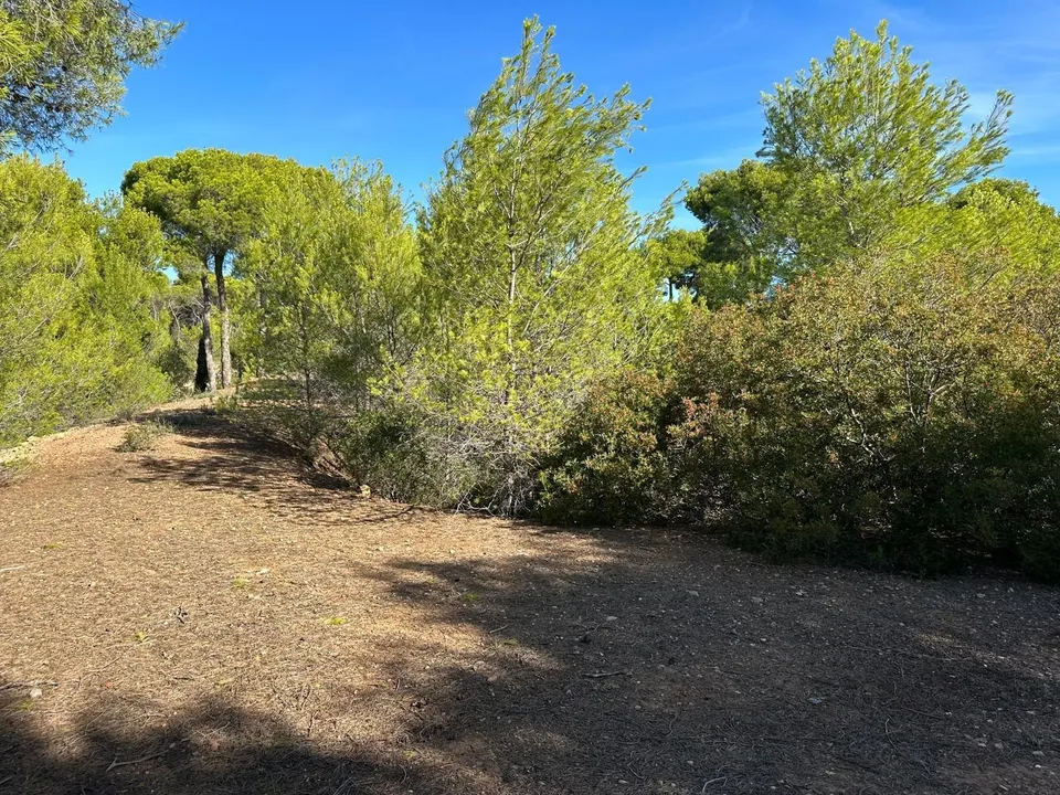 TERRENO EN ALBALAT DELS TARONGERS