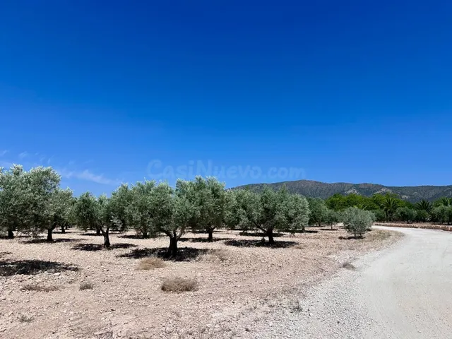 Olivar de 48.000 m² en venta cerca de Monóvar, Canyades d'en - foto 2