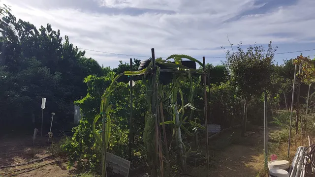 AMPLIA PARCELA RÚSTICA CON CASITA Y ZONA DE HUERTO!! — 23