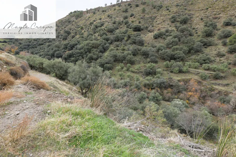 Magnífica finca de olivos en Monachil