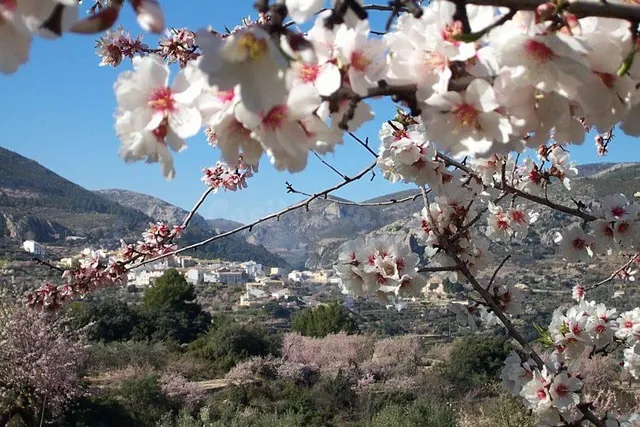 FINCA RÚSTICA EN CONFRIDES (ALICANTE) - foto 3