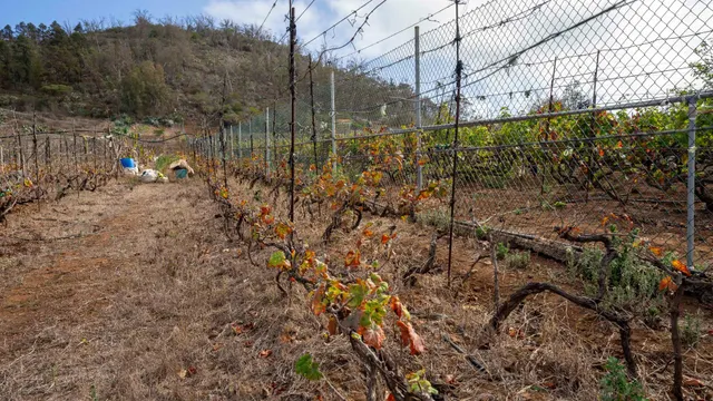 Terreno urbano en Tacoronte. — 28