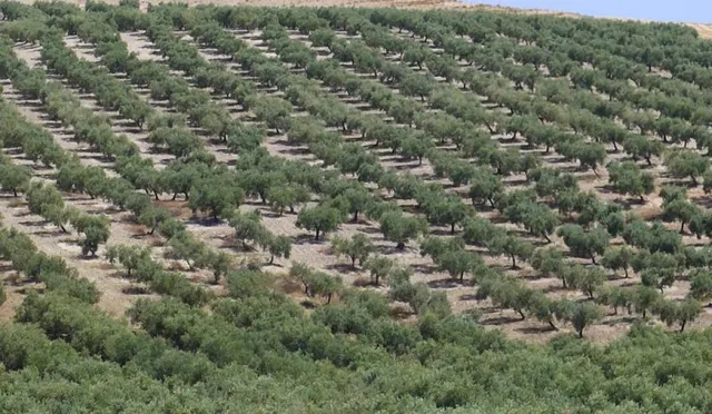 Olivar marteño a 1 pie — 10