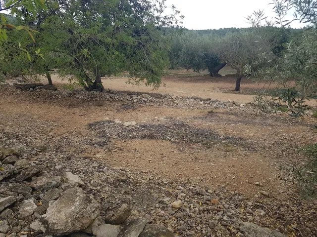 FINCA DE 5 HA EN FREGINALS CON CASA — 3