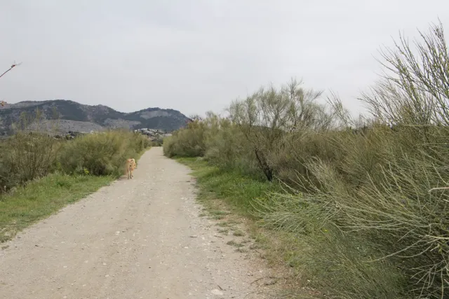 FINCA EN CORTIJO SAN JERÓNIMO (BARTODANO) — 20
