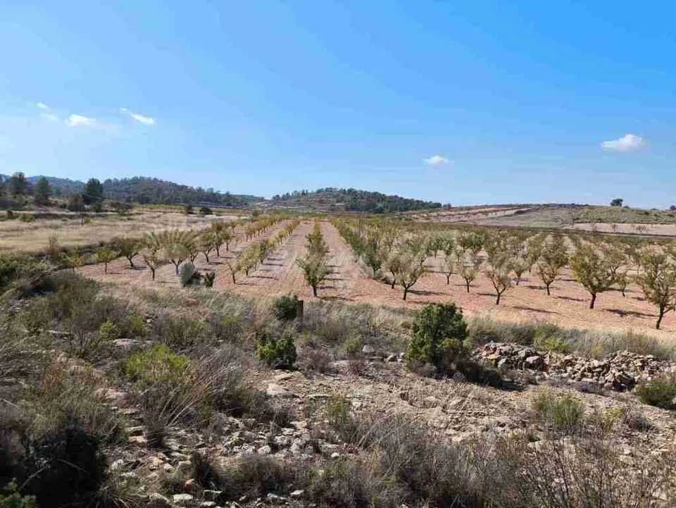 Suelo rústico en Venta en Jumilla Murcia