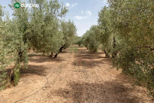 Finca en el término "Los LLanos " en Moraleda de Zafayona a 20 minutos de Granada Capital — 9