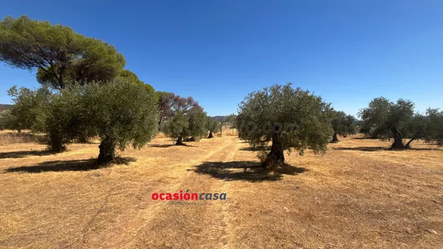 PARCELA CON CASA Y OLIVOS - foto 3