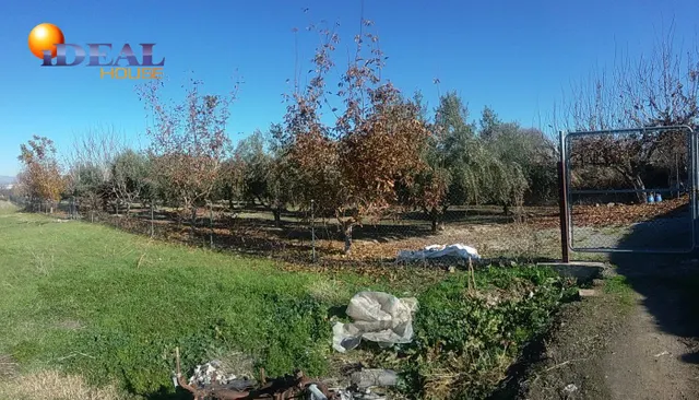 OLIVAR EN LA ZUBIA DE 3.597 M2 — 17