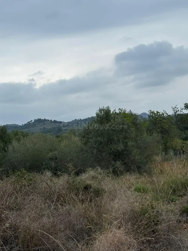Terrenos en venta en Estivella, tierras cálidas con muchas p - foto 4