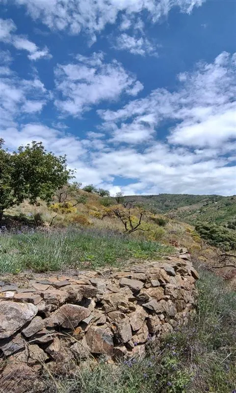 Terreno rústico de 11835 m² en Marbella para cultivo o inversión — 7