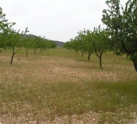 Parcela 171m² en venta - Abanilla — 9