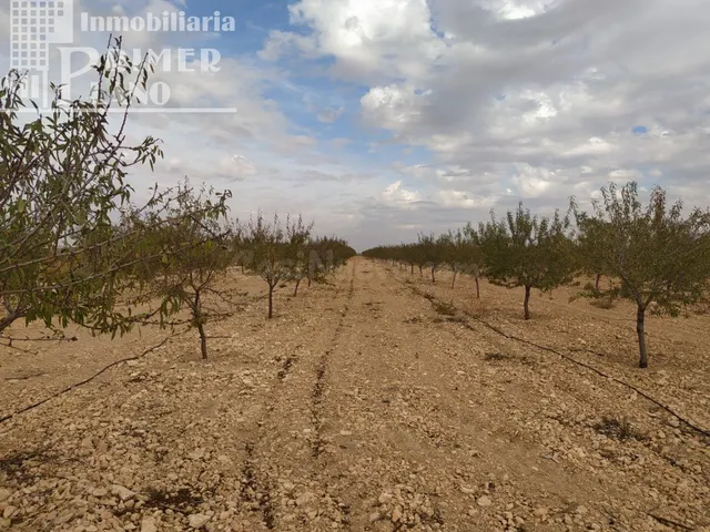 Se vende finca de 12 hectareas de riego de pozo en la zona d - foto 2