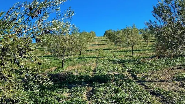 Fantástica finca de garrotes — 3
