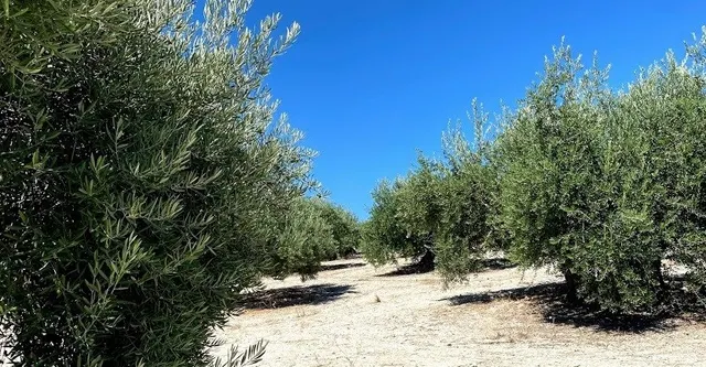 Finca de olivar cerca de Baena — 3