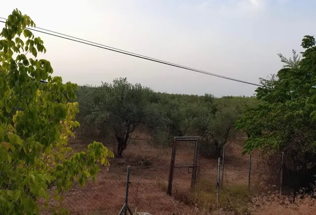 Oportunidad de Inversión! Terreno Rústico Agrario se vende en Carretera de Pino Montano. — 7