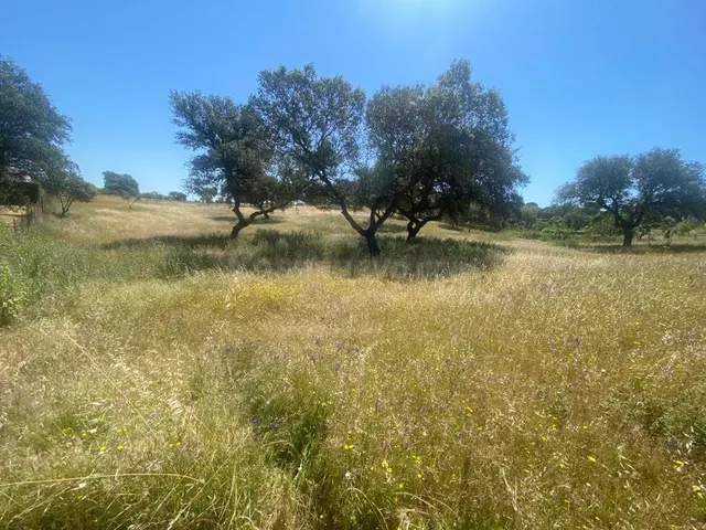 VENTA PARCELA CAMPOMANES - foto 3