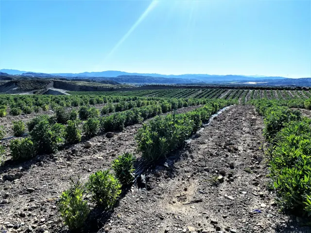 Parcela cultivada en producción — 21