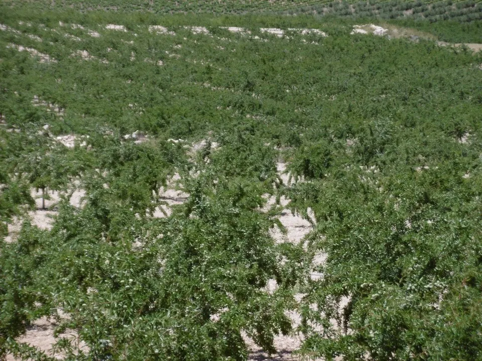 Parcela 350m² en venta - Jumilla centro