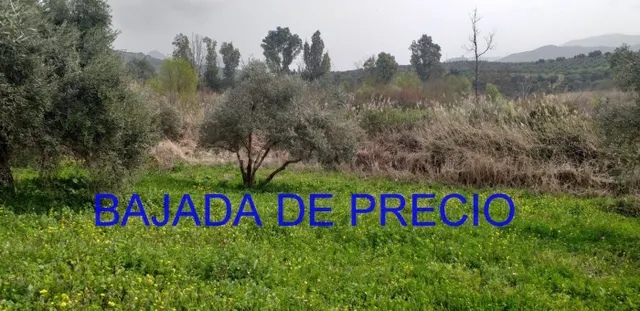 Se vende Parcela en Algodonales