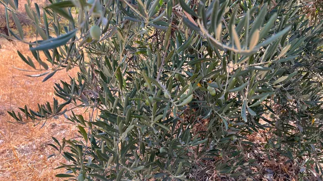 Oportunidad agrícola: Finca rústica de 2.400 m2 con olivos y almendros en producción — 6