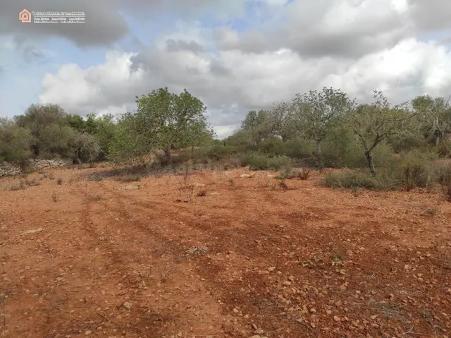 Terreno Rústico Edificable CON LICENCIA en Ses Salines - foto 5