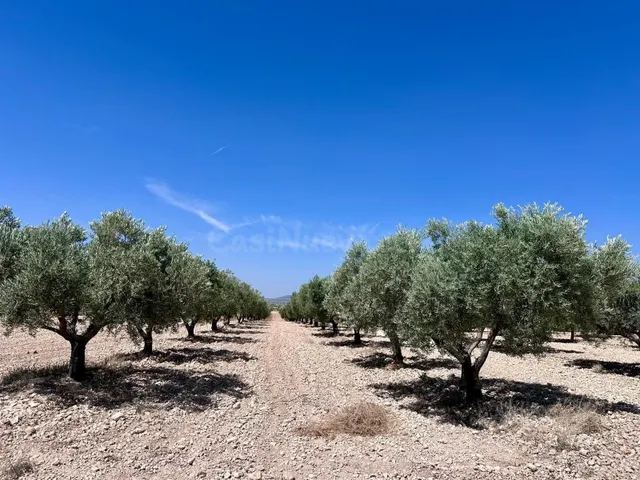 Olivar de 48.000 m² en venta cerca de Monóvar, Canyades d'en