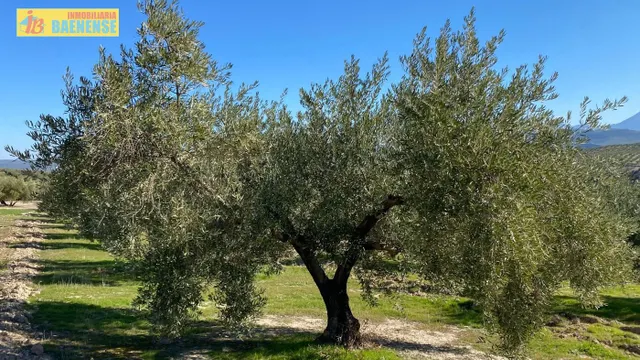 Buen olivar a pie de carretera. — 3
