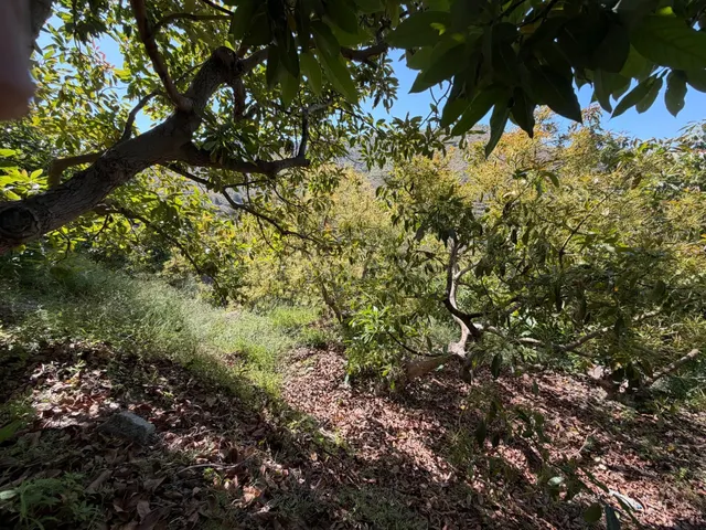 Finca de subtropicales en Pago de Panata - foto 4