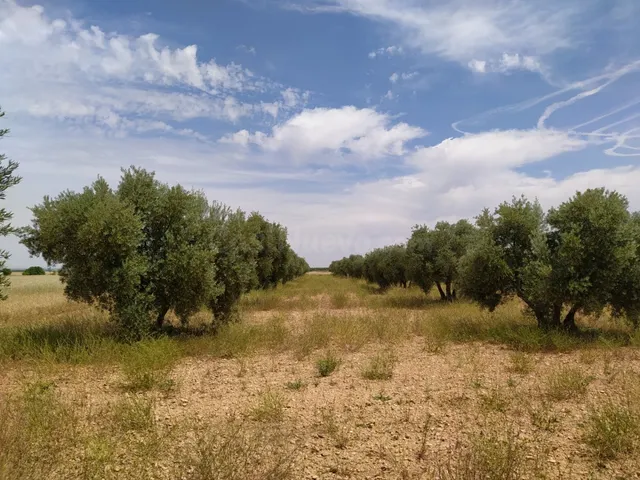 Se vende finca rustica destinada a olivo, la finca cuenta co - foto 5