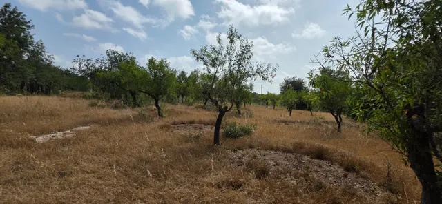 Finca rústica con encanto cerca de El Perelló – 23.000 m2 de naturaleza y tranquilidad — 15