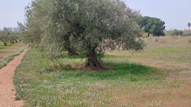 Finca rústica en venta en Constanti — 6