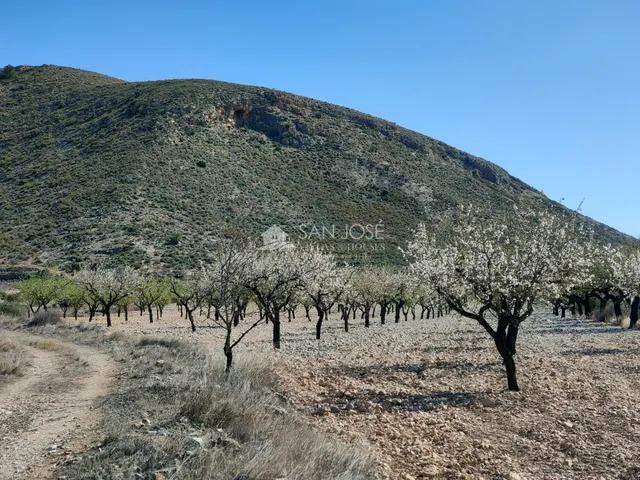 SE VENDE PARCELA CON PRODUCCION DE ALMENDROS AL LADO DEL PUE - foto 5