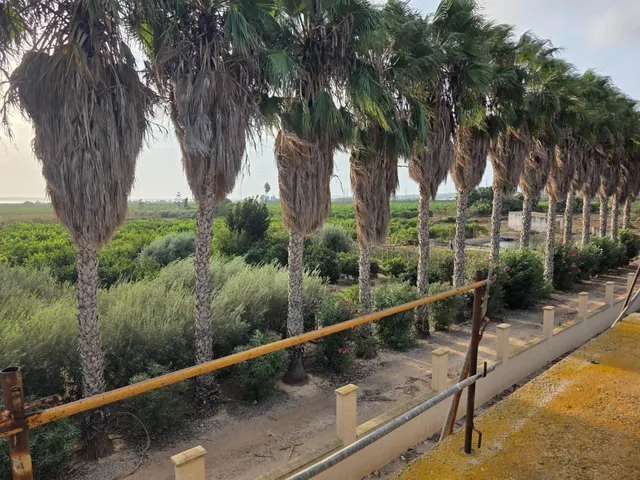 Espectacular finca rústica con proyecto de construcción y licencia en Los Montesinos — 10