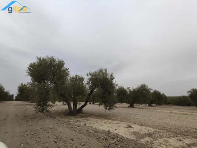 ESTUPENDA PARCELA EN EL TERMINO DE ARAHAL - foto 3