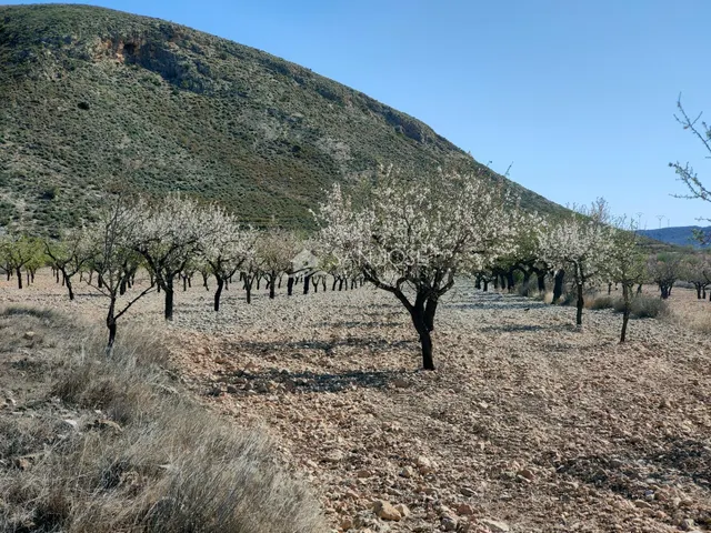 SE VENDE PARCELA CON PRODUCCION DE ALMENDROS AL LADO DEL PUEBLO DE BARBARROJA — 11