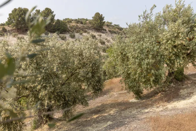 Olivar en venta - JAYENA — 14
