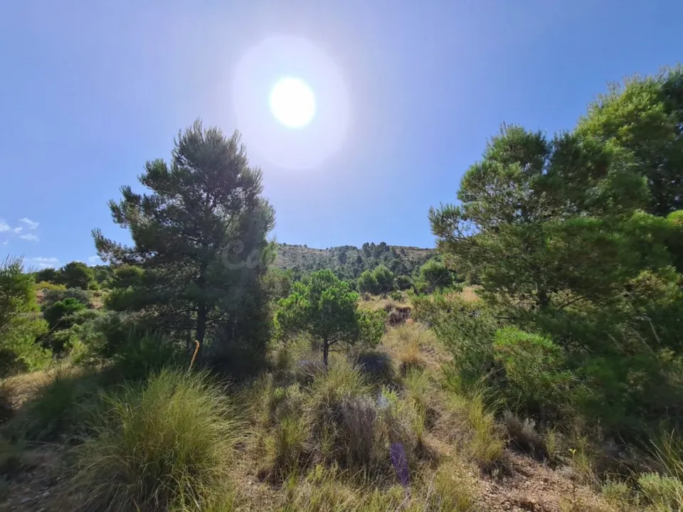 Parcela en el Hondón