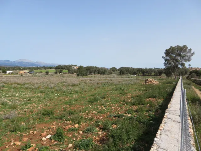 Finca rústica edificable entre Sineu y LLubí - foto 2